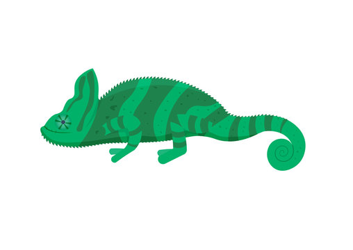  chameleon vector illustration