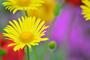 Gelbe Frühlingsblumen