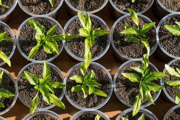 pepper seedlings growing in a greenhouse - top view