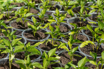Obraz premium pepper seedlings growing in a greenhouse