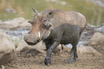 Fototapeta premium Lone warthog playing in mud to cool off