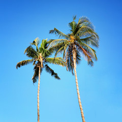 Obraz premium Palm trees, low angle view against blue sky.