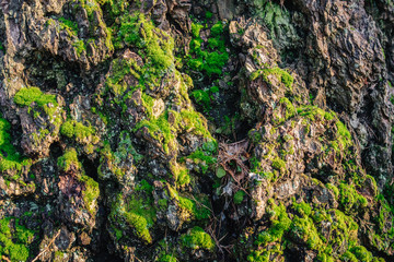 Moss on the bark closeup
