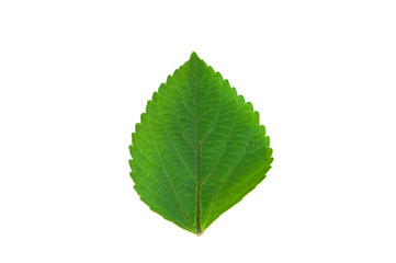 leaves isolated on white background.