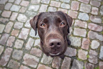 Brauner Labrador blickt aufmerksam in die Kamera