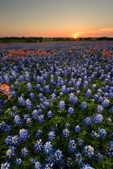 Wild flower Bluebonnet in Texas