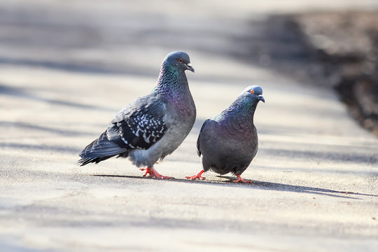 pair of birds rock pigeons in spring and builds a caring family in the Park