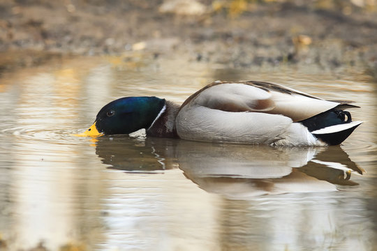 beautiful bird a Mallard duck swims in the water and dives in search of food in spring