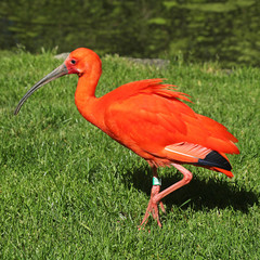 Ibis rouge