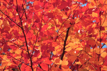 autumn leaves background