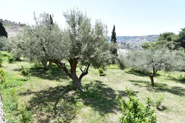 Olive trees in Gethsemane garden, Israel  