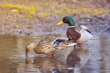 beautiful pair of birds and a duck a duck looking for food in the spring among the green grass and water