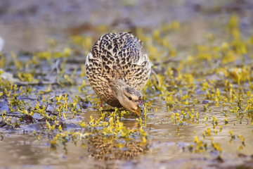 bird of prey the female duck in the mating season looking for food in the grass at the waterfront