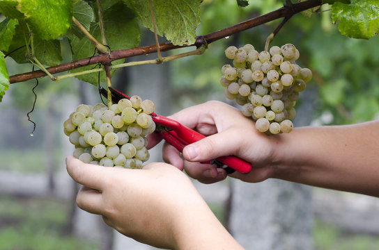 agricultor recolectando los racimos de uvas para elaborar vino