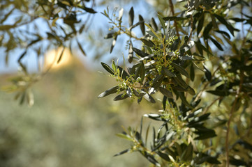Olive trees in Gethsemane garden, Israel
