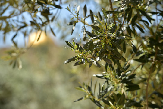 Olive trees in Gethsemane garden, Israel
