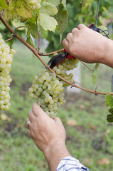Naklejka na ściany i meble agricultor recolectando los racimos de uvas para elaborar vino