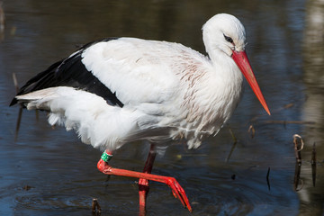 Weißstorch (Ciconia ciconia) auf Futtersuche
