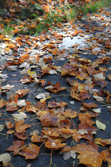 autumn leaves background