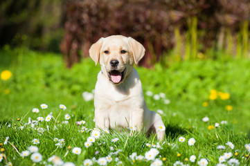Labrador Welpe