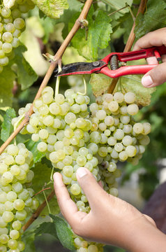 agricultor recolectando los racimos de uvas para elaborar vino