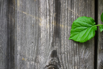 Holzbrett mit einem aufliegendem Blatt.