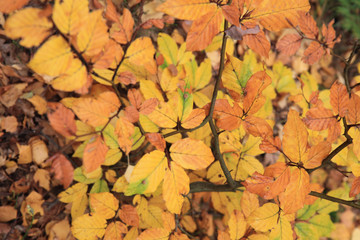 autumn leaves background
