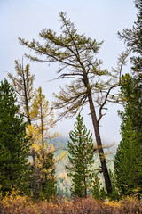 Beautiful autumn landscape in mountains and autumn trees