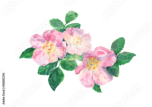 quot rosehip watercolor painting isolated quot stockfotos und quot rosehip watercolor painting isolated quot stockfotos und