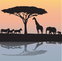 Fototapeta na wymiar animals of Africa- illustration