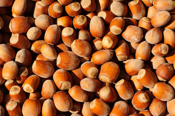 Hazelnut yield