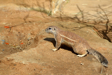 Cape Ground Squirrel