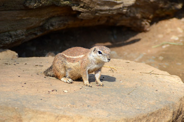 Cape Ground Squirrel portrait