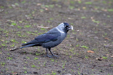 Jackdaw