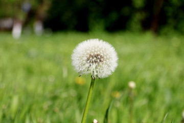 красивый одуванчик 