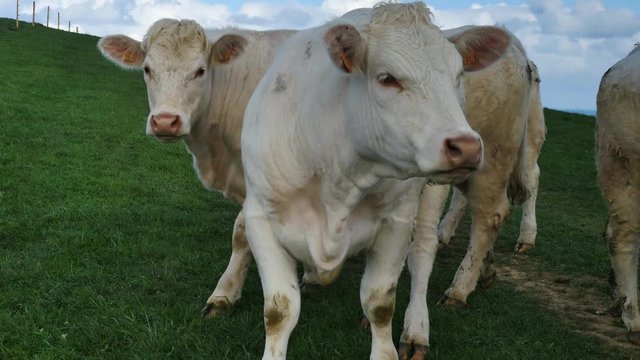 charolais en p&acirc;ture