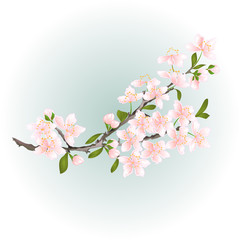Obraz premium Branch cherry branch pink flowers with leaves vector illustration