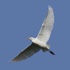 Fototapeta na wymiar Cattle egret (Bubulcus ibis)
