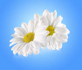 daisies isolated on the blue background