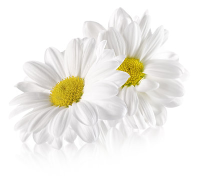 daisies isolated on the white background