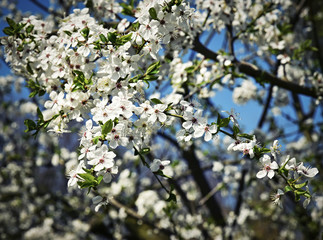 Spring blossoming fruit tree crown