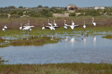 flamencos en la marisma