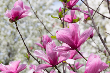 Fototapeta na wymiar close up of magnolia flowers