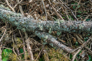 Lichen On Log Closeup