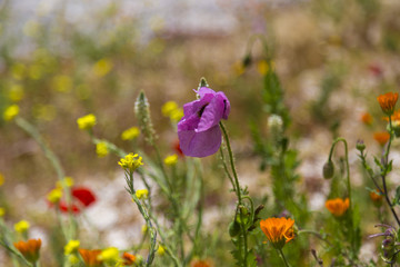 Obraz na płótnie Canvas Colorful spring field flowers in Sicily, Italy