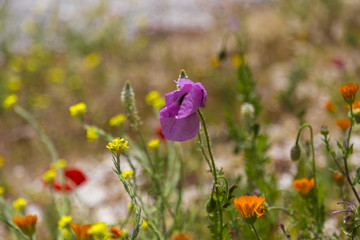 Colorful spring field flowers in Sicily, Italy