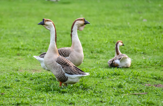 Domestic Chinese geese.   Earth tone Colourful big birds on a hobby farm in Ontario, Canada.  Long necked, domesticated Chinese geese in their habitat of ponds and meadows.