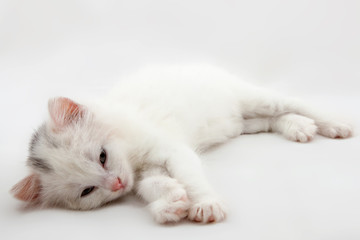 little white kitten lying isolated
