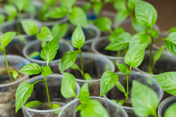 Pepper seedlings growing