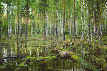 Scenic wild swamp in forest